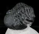 Large Phacops Trilobite - Great Eye Preservation #23952-1